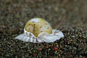 Flores: Butterfly Moon Snail (Naticarius alapapiilionis)
