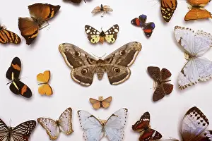Kinds: Butterfly and Moth Collection