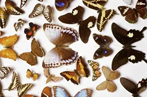 Kinds: Butterfly and Moth Collection