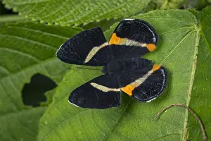 Maria: butterfly (Notheme erota) Riodinidae, Santa Maria