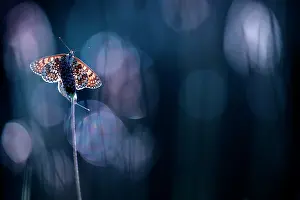 Imago: Butterfly (Nymphalidae sp) mating on a flower, France