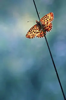 Backlighting: Butterfly (Nymphalidae sp) on a stem, France