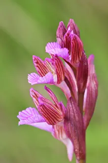 Close Up: Butterfly Orchid (Anacamptis papilionacea), inflourescence particular, Liguria, Italy