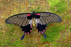 Pachliopta: Butterfly, Pachliopta aristolochiae, Thailand, Asia