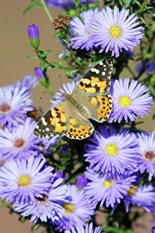 Cynthia: Butterfly, Painted Lady - feeding on autumn flowering