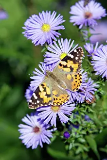 Cynthia: Butterfly, Painted Lady - feeding on autumn flowering