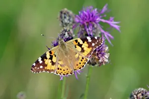 Cynthia: Butterfly, Painted Lady - feeding on knapweed flower