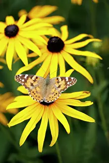 Cynthia: Butterfly, Painted Lady - feeding on Rudbekia flowers