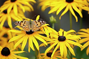 Cynthia: Butterfly, Painted Lady - feeding on Rudbekia flowers