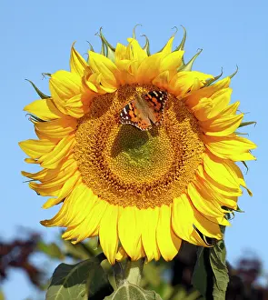 Cynthia: Butterfly, Painted Lady - feeding on sunflower head
