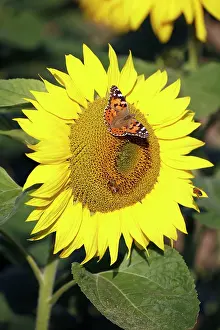 Cynthia: Butterfly, Painted Lady - feeding on sunflower head
