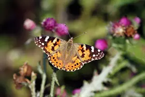 Cynthia: Butterfly, Painted Lady - feeding on thistle flowers
