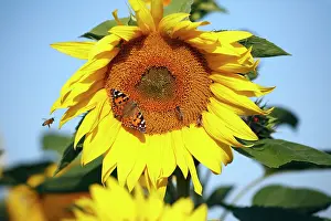 Cynthia: Butterfly, Painted Lady and Honey Bees (Apis mellifera)