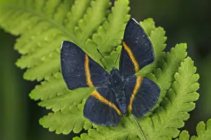 Maria: butterfly (Parcella amarynthina) Riodinidae) Santa