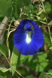 Peas: Butterfly Pea flower - This is the purple variety