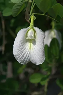 Peas: Butterfly Pea flower - This is the white variety