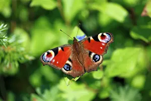 Inachis: Butterfly, Peacock - resting on flower in garden