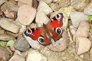 Inachis: Butterfly, Peacock - resting on gravel path in