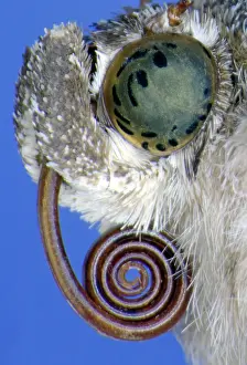 Spirals: Butterfly Proboscis