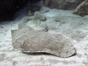 Canary: Butterfly ray (Gymnura altavela). Dive site El