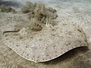 Cartilaginous: Butterfly ray (Gymnura altavela) on the run. Dive