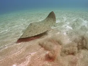 Cartilaginous: Butterfly ray (Gymnura altavela) on the run. Dive