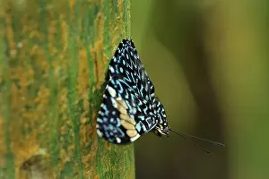 Cracker: butterfly, Red Cracker, Rio Claro Reserve, Reserva