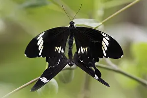 Mate: Butterfly Red Helen at Kopulation (Papilio helenus)