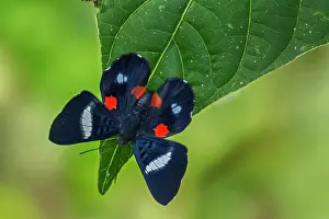 Metalmark: butterfly, Red-spotted Metalmark / Martia Metalmark