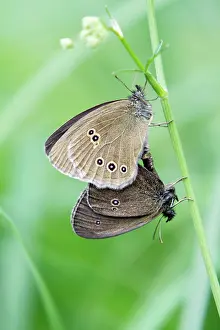 Ringlet: Butterfly, Ringlet - pair mating, perched on grass stalk