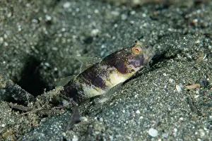 January: Butterfly Shrimpgoby in hole entrance
