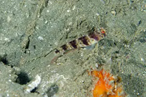 Band: Butterfly Shrimpgoby - Rhino City dive site, Ambon, Maluku