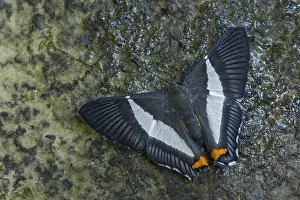 Riodinidae: butterfly (Siseme neurodes) Riodinidae, Tatama National