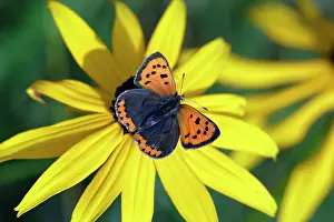 Lycaena: Butterfly, Small Copper - resting on garden plant