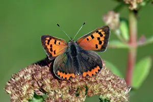 Lycaena: Butterfly, Small Copper - resting on garden plant