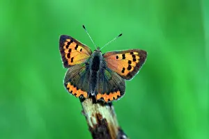 Lycaena: Butterfly, Small Copper - resting on stick
