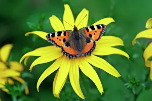 Tortoiseshells: Butterfly, Small Tortoiseshell - resting on garden flower