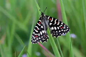 Zerynthia: Butterfly Spanish Festoon - resting