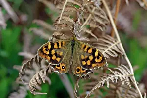 Pararge: Butterfly Speckled Wood - resting on bracken