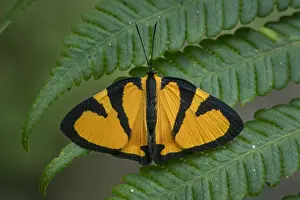 Riodinidae: butterfly (Symmachia titiana occidentalis) Riodinidae