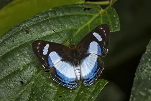 Blanco: butterfly (Thisbe irenea) Riodinidae, Rio Blanco