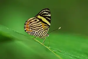Member: butterfly, Tiger Beauty, the only member of its