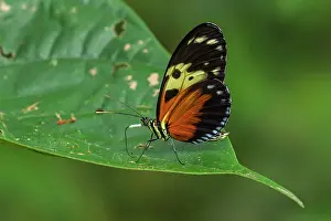 Heliconian: butterfly, Tiger Longwing / Hecale Longwing / Golden