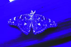 Ultraviolet: Butterfly under UV Light