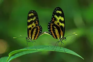Claro: butterfly, Variable Tigerwing, mating, Rio Claro