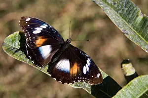 Varied: Butterfly - Varied Eggfly / Common Eggfly / Blue