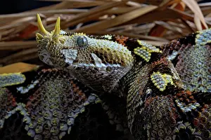 Bitis: Butterfly Viper (Bitis nasicornis) Africa