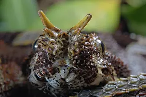 Ghana: Butterfly viper (Bitis nasicornis) Ghana