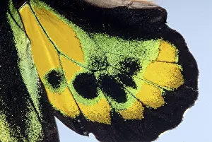 Micro: Butterfly Wing Scales