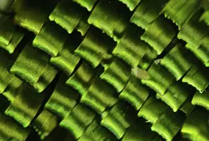 Pterygota: Butterfly wing scales